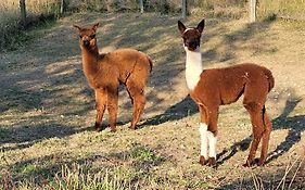 Alpagas Du Domaine Mael